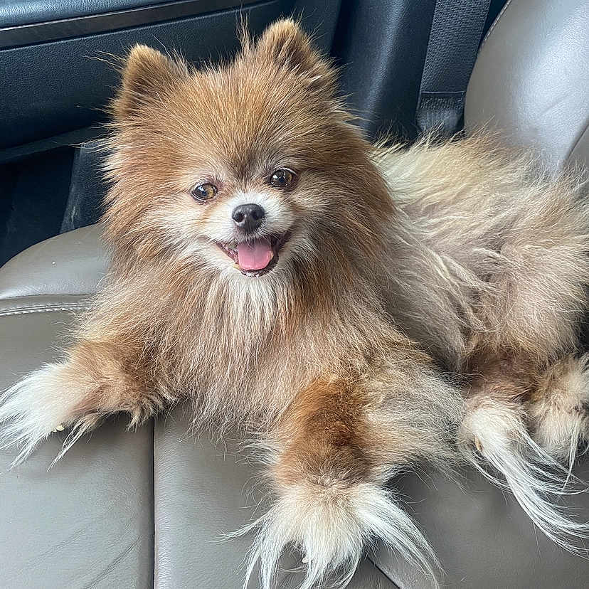 Baby is registered to the contest to win money with this photo: animal, brown, car_interior, cute, dog, face, fluffy, fur, happy, indoors, leather_seat, paw, pet, pomeranian, seatbelt, sitting, small_dog, smiling, tongue_out, white