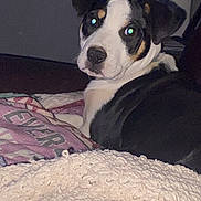 Mystic is registered to the contest to win money with this photo: dog, puppy, blanket, indoor, pet, animal, black, white, brown, face, ears, fur, looking, lying, resting, cozy, couch, home, cute, flash