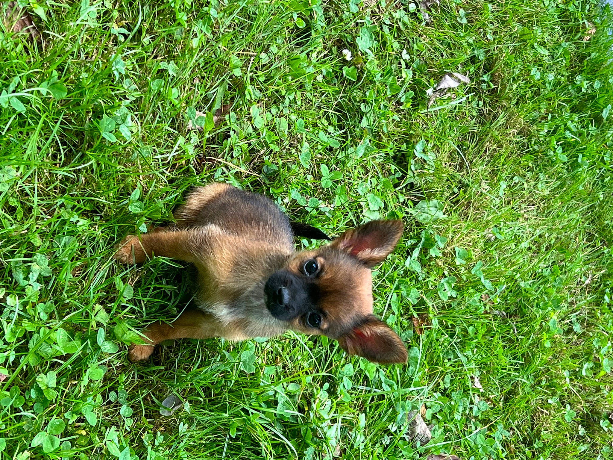 Destiny is registered to the contest to win money with this photo: bat, big_brown_bat, canidae, common_pipistrelle, dog_breed, fawn, grass, grassland, groundcover, herbaceous_plant, little_red_flying_fox, liver, marsupial, plant, snout, tail, terrestrial_animal, terrestrial_plant, wildlife