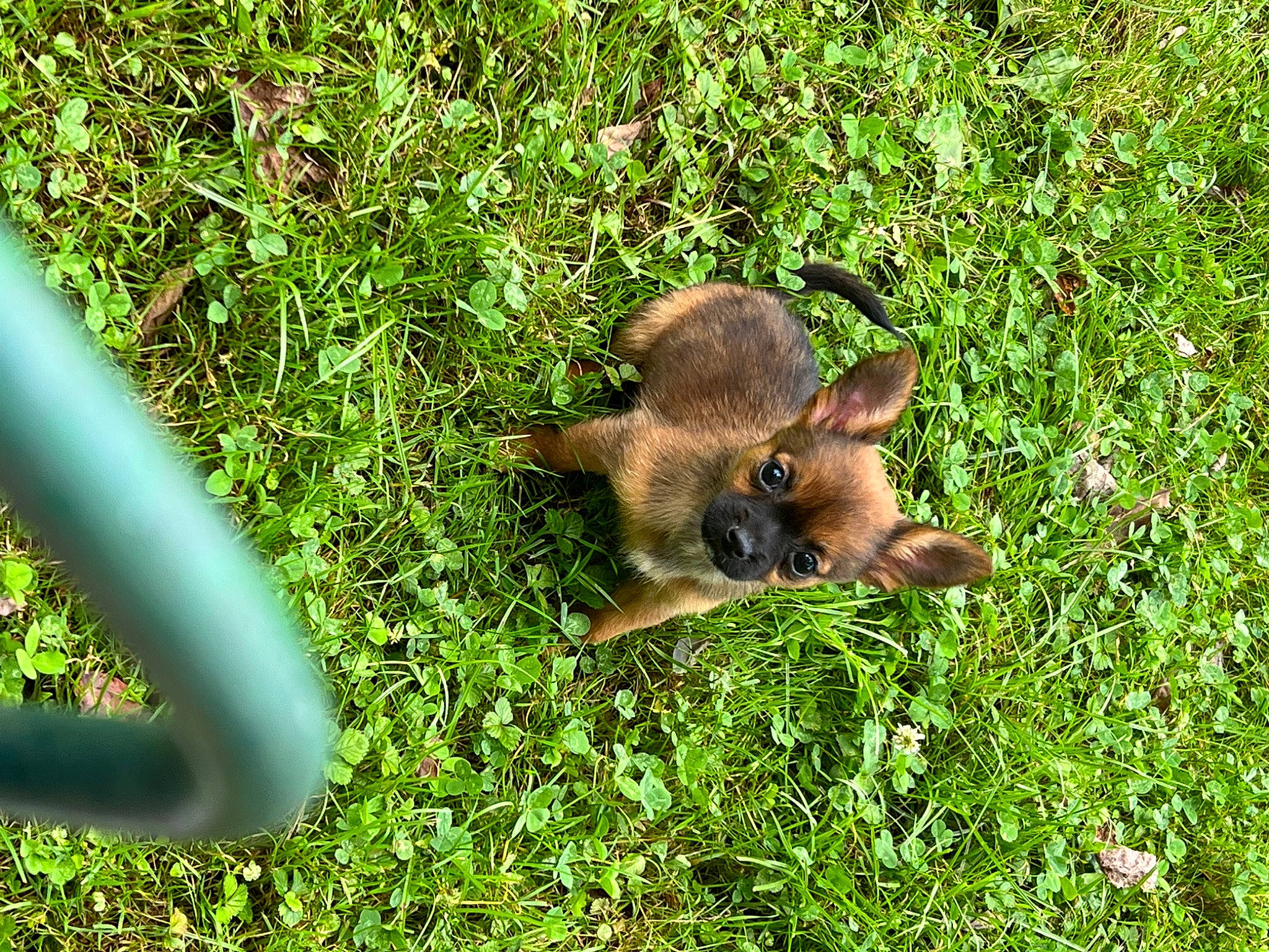 Destiny is registered to the contest to win money with this photo: bat, canidae, common_pipistrelle, dog_breed, fawn, grass, grassland, groundcover, herbaceous_plant, marsupial, rodent, snout, sporting_group, suidae, terrestrial_animal, terrestrial_plant, wildlife