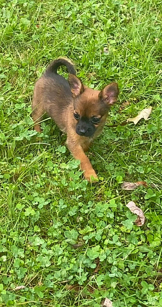 Destiny joined the competition — help win amazing prizes! bat, canidae, carnivore, cat, common_pipistrelle, dog_breed, fawn, felidae, grass, groundcover, liver, plant, puppy, sporting_group, tail, terrestrial_animal, terrestrial_plant, whiskers, wildlife, working_animal