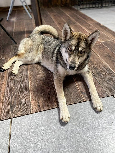 Tala a rejoint le concours — aidez-le/la à gagner de superbes lots ! canidae, canis, carnivore, companion_dog, dog, dog_breed, eye, fawn, fur, head, jaw, sled_dog, snout, sporting_group, tail, terrestrial_animal, wildlife, wolf, working_animal, working_dog