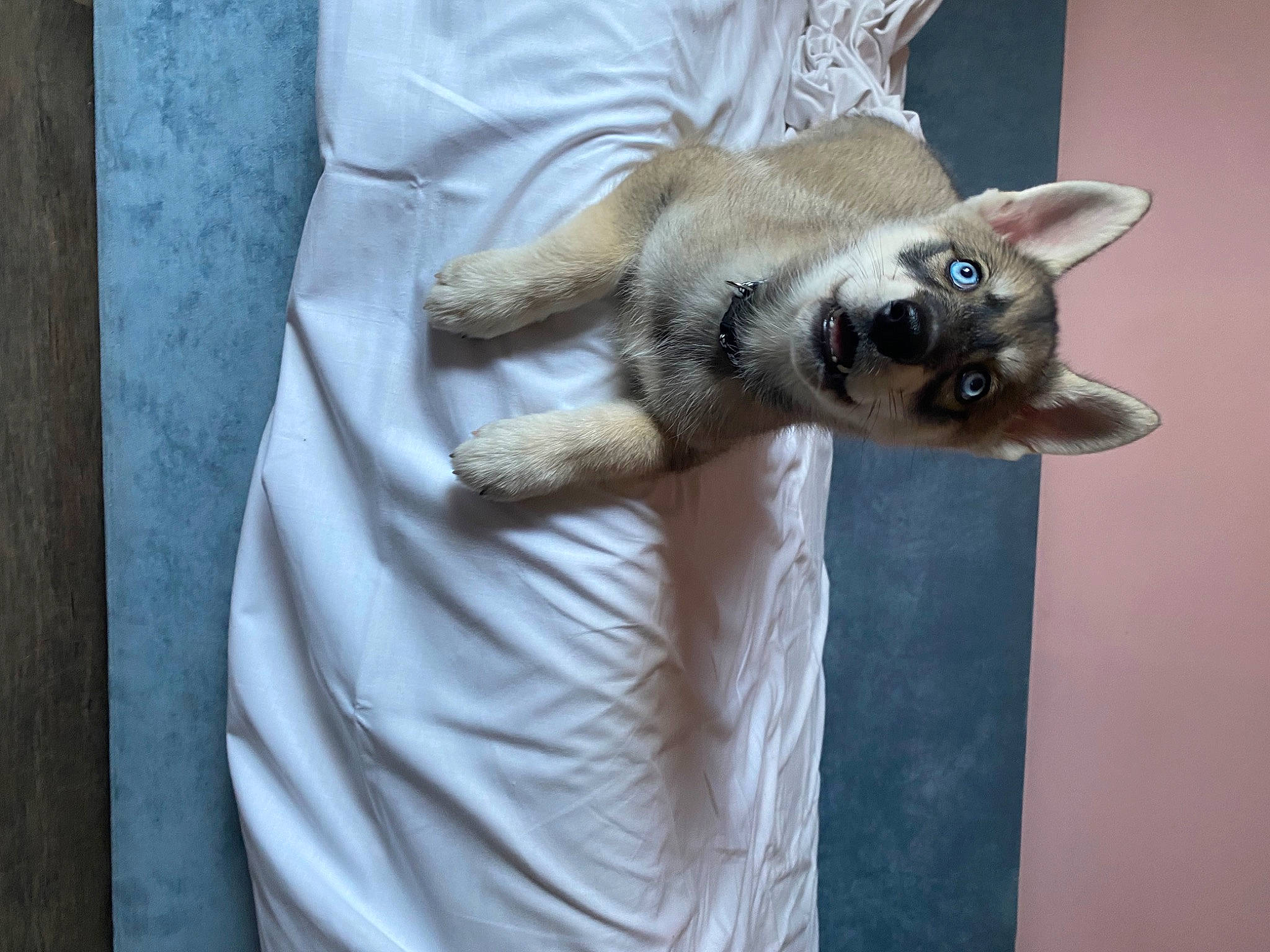 Thaslan participe au concours pour gagner de l'argent avec cette photo : balinese, canidae, carnivore, cat, comfort, companion_dog, dog_breed, domestic_short_haired_cat, fawn, felidae, fur, grey, linens, siamese, small_to_medium_sized_cats, tail, terrestrial_animal, whiskers, wood, working_animal