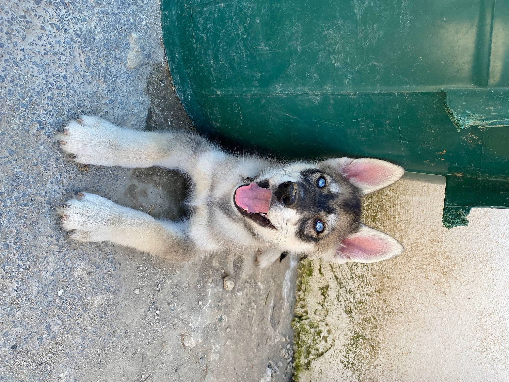 Thaslan participe au concours pour gagner de l'argent avec cette photo : canidae, carnivore, dog, dog_breed, fawn, felidae, foot, fur, mammal, paw, small_to_medium_sized_cats, snout, sporting_group, tail, tints_and_shades, toe, whiskers
