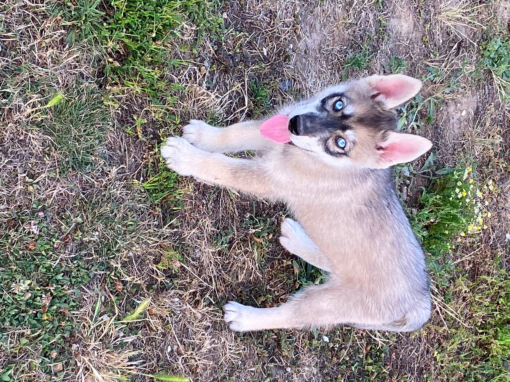 Thaslan a rejoint le concours — aidez-le/la à gagner de superbes lots ! canidae, canis, carnivore, companion_dog, dog, dog_breed, east_european_shepherd, fang, fur, grass, groundcover, mammal, paw, sled_dog, sporting_group, tail, terrestrial_animal, wolf, working_animal, working_dog