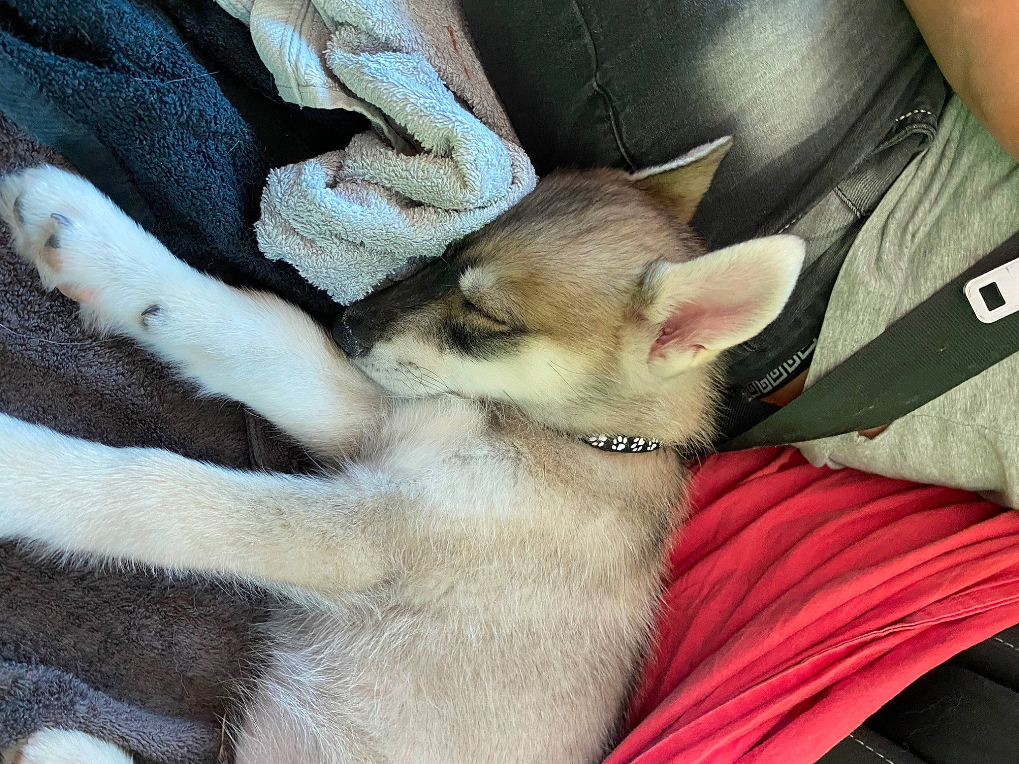 Thaslan participe au concours pour gagner de l'argent avec cette photo : canidae, carnivore, cat, claw, comfort, dog_breed, domestic_short_haired_cat, fawn, felidae, fur, gesture, human_leg, nap, paw, small_to_medium_sized_cats, snout, tail, terrestrial_animal, whiskers, wildlife