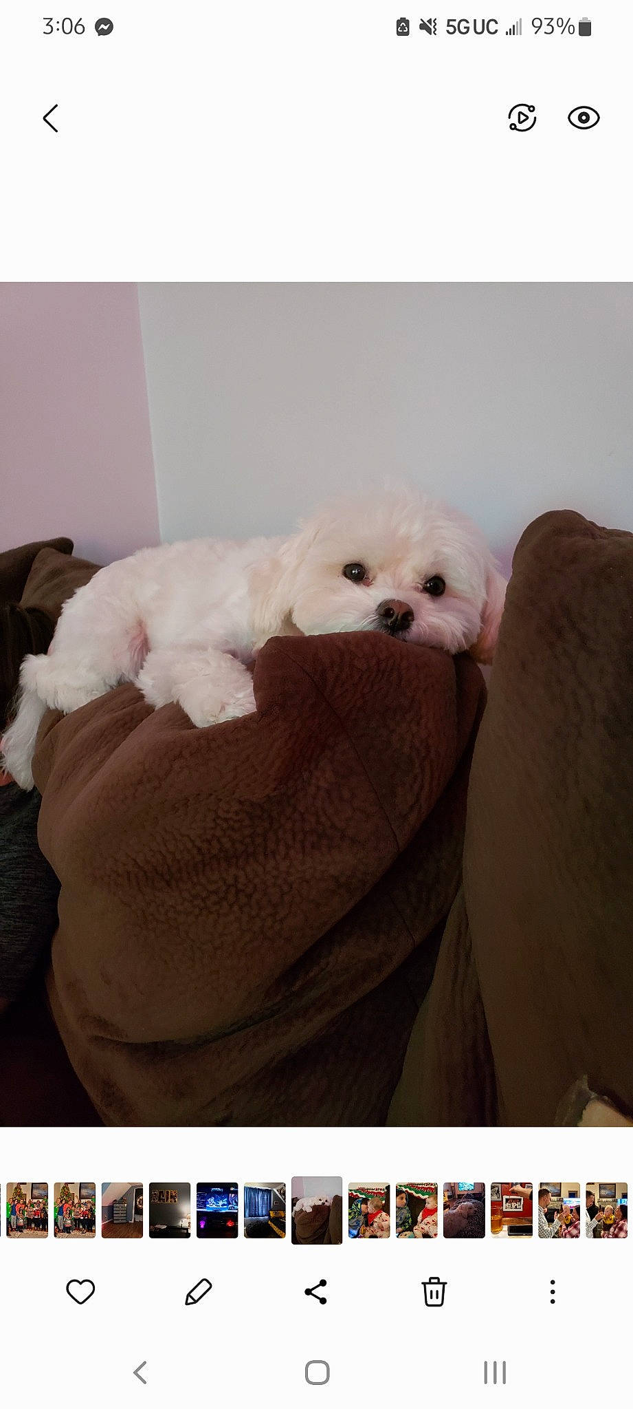 Charlie joined the competition — help win amazing prizes! canidae, carnivore, comfort, companion_dog, dog, dog_breed, fur, head, linens, maltepoo, non_sporting_group, pink, room, sitting, snout, sporting_group, stuffed_toy, toy, toy_dog, working_animal