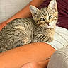 Coco is registered to the contest to win money with this photo: kitten, cat, tabby, fur, whiskers, ears, eyes, pet, cuddling, arms, person, indoor, couch, cushion, cozy, portrait, close_up, relaxed, adorable, sunlight