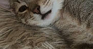 Coco is registered to the contest to win money with this photo: cat, kitten, tabby, sleepy, fluffy, fur, whiskers, ears, eyes, nose, mouth, pet, animal, close_up, portrait, relaxed, lying_down, blanket, indoor, cute
