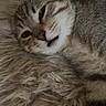 cat, kitten, tabby, sleepy, fluffy, fur, whiskers, ears, eyes, nose, mouth, pet, animal, close_up, portrait, relaxed, lying_down, blanket, indoor, cute