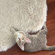 Coco is registered to the contest to win money with this photo: cat, kitten, pet, animal, upside_down, lying_down, fluffy_rug, wooden_floor, indoor, home, portrait, green_eyes, ears, whiskers, tail, fur, playful, curious, adorable, photography