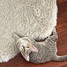 cat, kitten, pet, animal, upside_down, lying_down, fluffy_rug, wooden_floor, indoor, home, portrait, green_eyes, ears, whiskers, tail, fur, playful, curious, adorable, photography