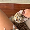 Coco is registered to the contest to win money with this photo: cat, kitten, tabby, pet, animal, feline, wide_eyes, pointed_ears, whiskers, close_up, portrait, sitting, relaxed, cuddling, petting, human_hand, denim, ripped_jeans, wooden_floor, indoor