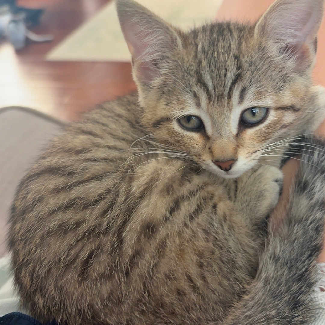 Coco