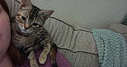 Willow is registered to the contest to win money with this photo: animal, blanket, cat, couch, cozy, cuddling, ears, feline, indoors, kitten, person, pet, portrait, relaxed, shoulder, sitting, sofa, striped_fur, tabby, whiskers