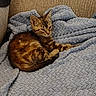 animal, blanket, brown, cat, couch, cozy, ears, fur, gray, home, indoor, kitten, lying_down, pet, portrait, relaxed, sleepy, tabby, tail, whiskers
