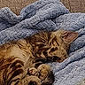 Willow is registered to the contest to win money with this photo: animal, bed, blanket, brown_fur, cats, closed_eyes, cozy, cuddling, curled_up, cute, indoors, kittens, nap, peaceful, pets, resting, sleeping, snuggling, tabby, whiskers