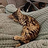 Willow joined the competition — help win amazing prizes! animal, bed, blanket, cat, closed_eyes, cozy, curled_up, cute, fluffy, home, indoors, kitten, nap, paws, pet, relaxed, sleeping, striped, tabby, whiskers