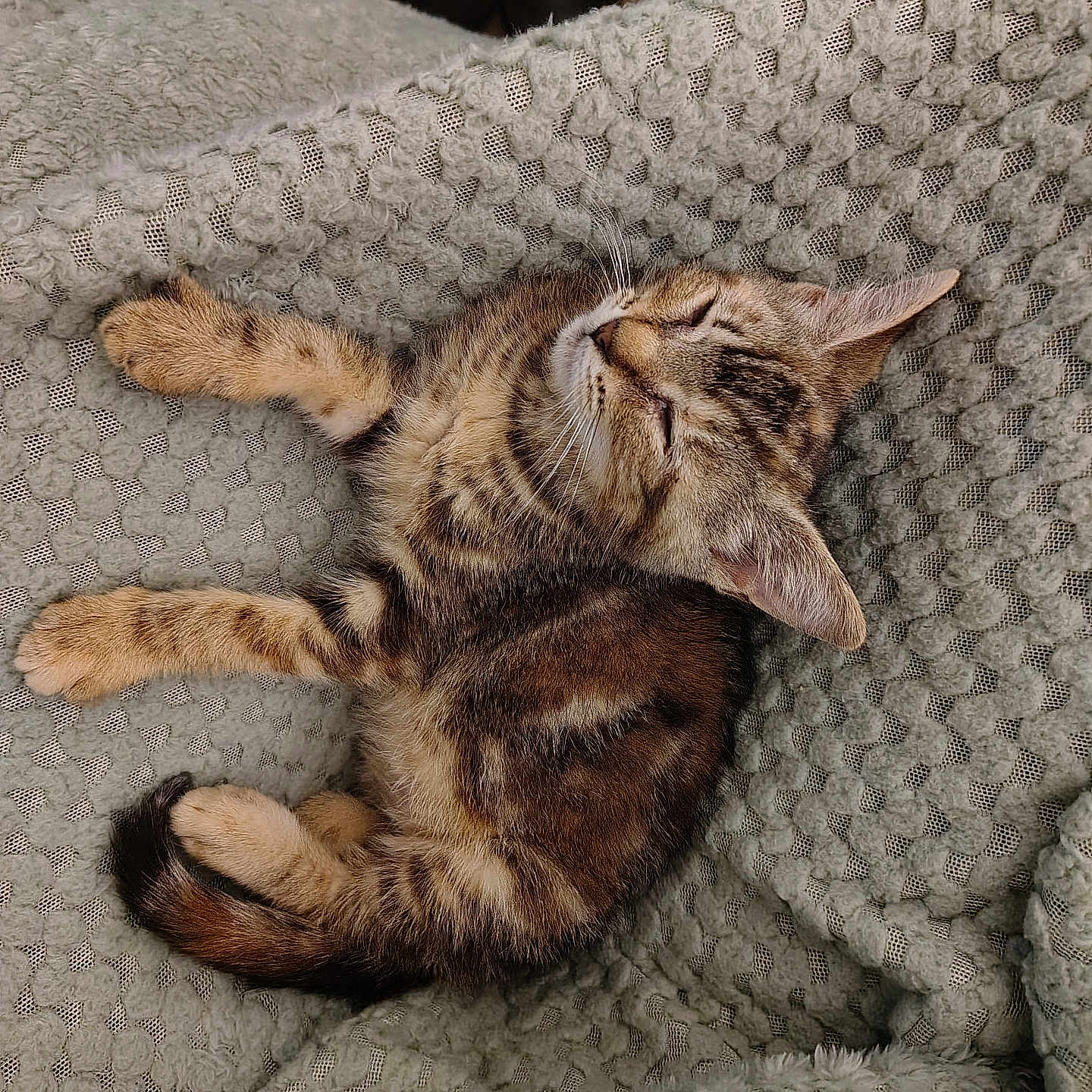Willow