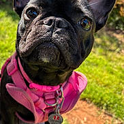Mystique Princess joined the competition — help win amazing prizes! dog, french_bulldog, black_dog, pet, service_dog, pink_harness, close_up, outdoor, grass, sunlight, canine, animal, portrait, cute, whiskers, ears, collar, tag, nature, daytime