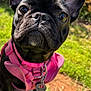dog, french_bulldog, black_dog, pet, service_dog, pink_harness, close_up, outdoor, grass, sunlight, canine, animal, portrait, cute, whiskers, ears, collar, tag, nature, daytime