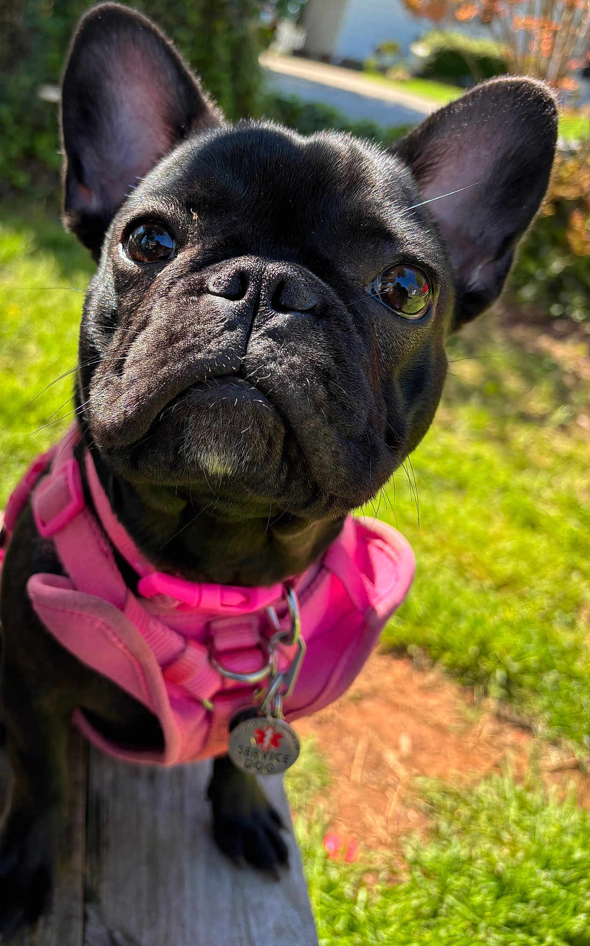 Mystique Princess joined the competition — help win amazing prizes! dog, french_bulldog, black_dog, pet, service_dog, pink_harness, close_up, outdoor, grass, sunlight, canine, animal, portrait, cute, whiskers, ears, collar, tag, nature, daytime