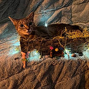 Muffin joined the competition — help win amazing prizes! cat, tabby_cat, basket, fairy_lights, fairy_figurine, blanket, plush_texture, decorations, flowers, glowing_lights, cozy, indoor, pet, resting, cute, soft_lighting, whimsical, small_objects, home_decor, animal