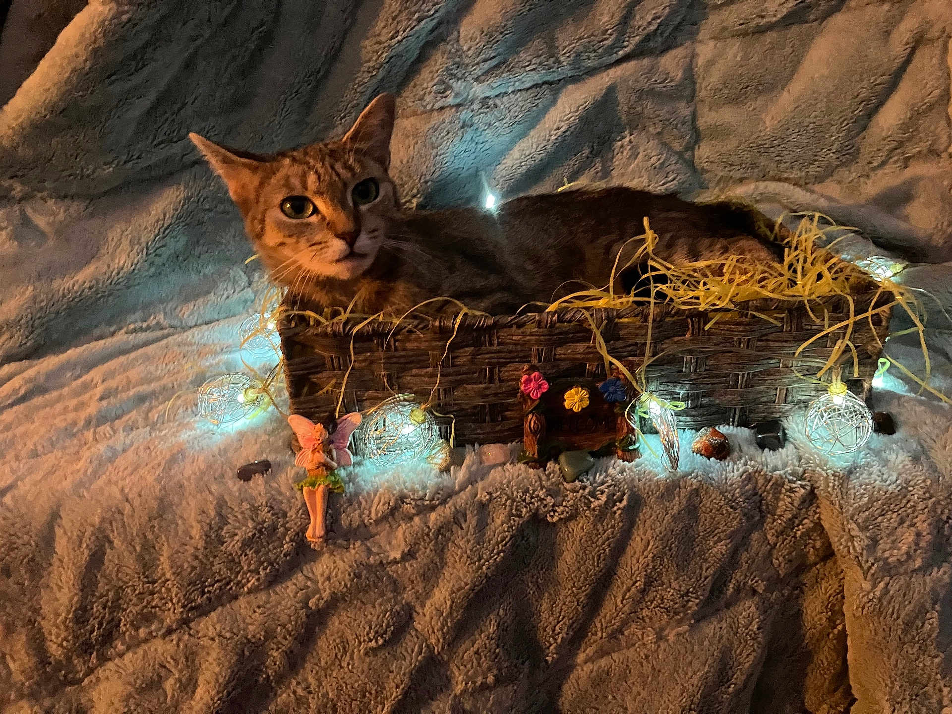 Muffin joined the competition — help win amazing prizes! cat, tabby_cat, basket, fairy_lights, fairy_figurine, blanket, plush_texture, decorations, flowers, glowing_lights, cozy, indoor, pet, resting, cute, soft_lighting, whimsical, small_objects, home_decor, animal