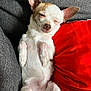 Shanna participe au concours pour gagner de l'argent avec cette photo : dog, chihuahua, pet, sleepy, relaxed, couch, pillow, red_pillow, gray_couch, fur, small_dog, indoor, cute, animal, lying_down, resting, paw, nose, ears, face