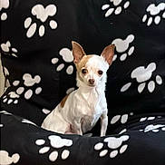 Shanna a rejoint le concours — aidez-le/la à gagner de superbes lots ! dog, chihuahua, small_dog, pet, cushion, paw_prints, black_cushion, white_paw_prints, indoor, carpet, alert, ears_up, sitting, animal, cute, companion, home, furniture, curious, canine