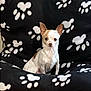 dog, chihuahua, small_dog, pet, cushion, paw_prints, black_cushion, white_paw_prints, indoor, carpet, alert, ears_up, sitting, animal, cute, companion, home, furniture, curious, canine