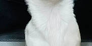 Shanna participe au concours pour gagner de l'argent avec cette photo : chihuahua, dog, pet, small_dog, white_fur, brown_fur, ears, eyes, sitting, animal, cute, portrait, indoor, paw, fur, nose, face, looking, attention, domestic_animal