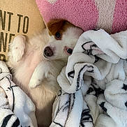 Stormi joined the competition — help win amazing prizes! puppy, dog, small_dog, white_fur, brown_patch, lying_down, belly_up, blanket, pink_blanket, fleece, cozy, sleeping, cute, pet, indoors, cuddled, paws, portrait, closeup, relaxed