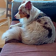 Oslo a rejoint le concours — aidez-le/la à gagner de superbes lots ! dog, fluffy, couch, indoor, relaxed, side_view, brown, white, speckled, fur, pet, collar, seat, wooden_chair, distressed_wall, home, comfort, resting, animal, cozy