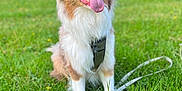 Oslo a rejoint le concours — aidez-le/la à gagner de superbes lots ! dog, canine, outdoor, grass, leash, harness, tongue_out, happy, pet, animal, fur, nature, greenery, sitting, daylight, smiling, ears_up, closeup, portrait, playful