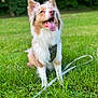 dog, canine, outdoor, grass, leash, harness, tongue_out, happy, pet, animal, fur, nature, greenery, sitting, daylight, smiling, ears_up, closeup, portrait, playful