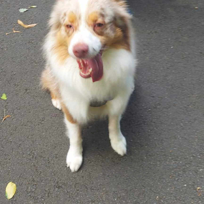 Oslo participe au concours pour gagner de l'argent avec cette photo : animal, blurred, brown_and_white, casual_clothing, dog, ears, footwear, furry, human, leaf, leash, nature, outdoor, pavement, person, pet, sidewalk, sitting, tongue_out, walking