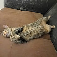 Minette a rejoint le concours — aidez-le/la à gagner de superbes lots ! cat, tabby, sleeping, couch, indoor, pet, feline, relaxed, fur, whiskers, paws, belly, resting, cozy, domestic, animal, brown, black, nap, comfortable