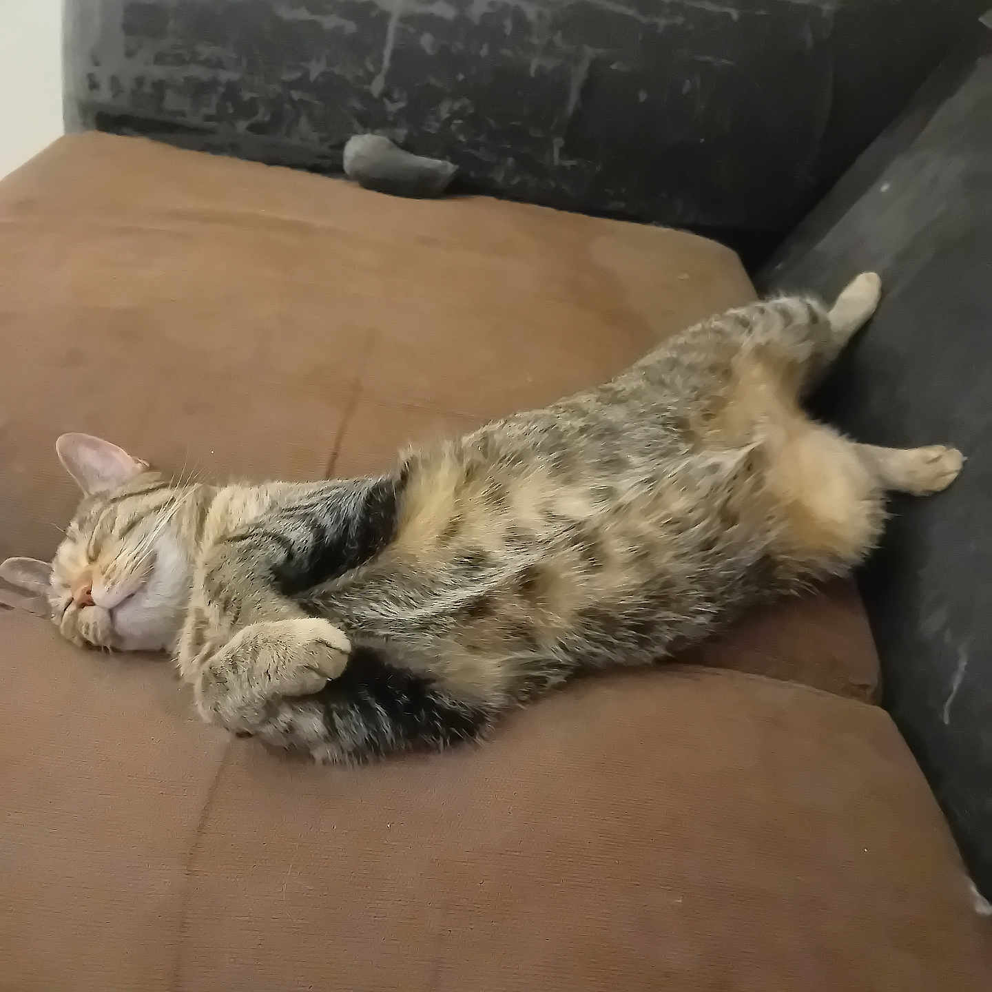 Minette a rejoint le concours — aidez-le/la à gagner de superbes lots ! animal, belly, black, brown, cat, comfortable, couch, cozy, domestic, feline, fur, indoor, nap, paws, pet, relaxed, resting, sleeping, tabby, whiskers