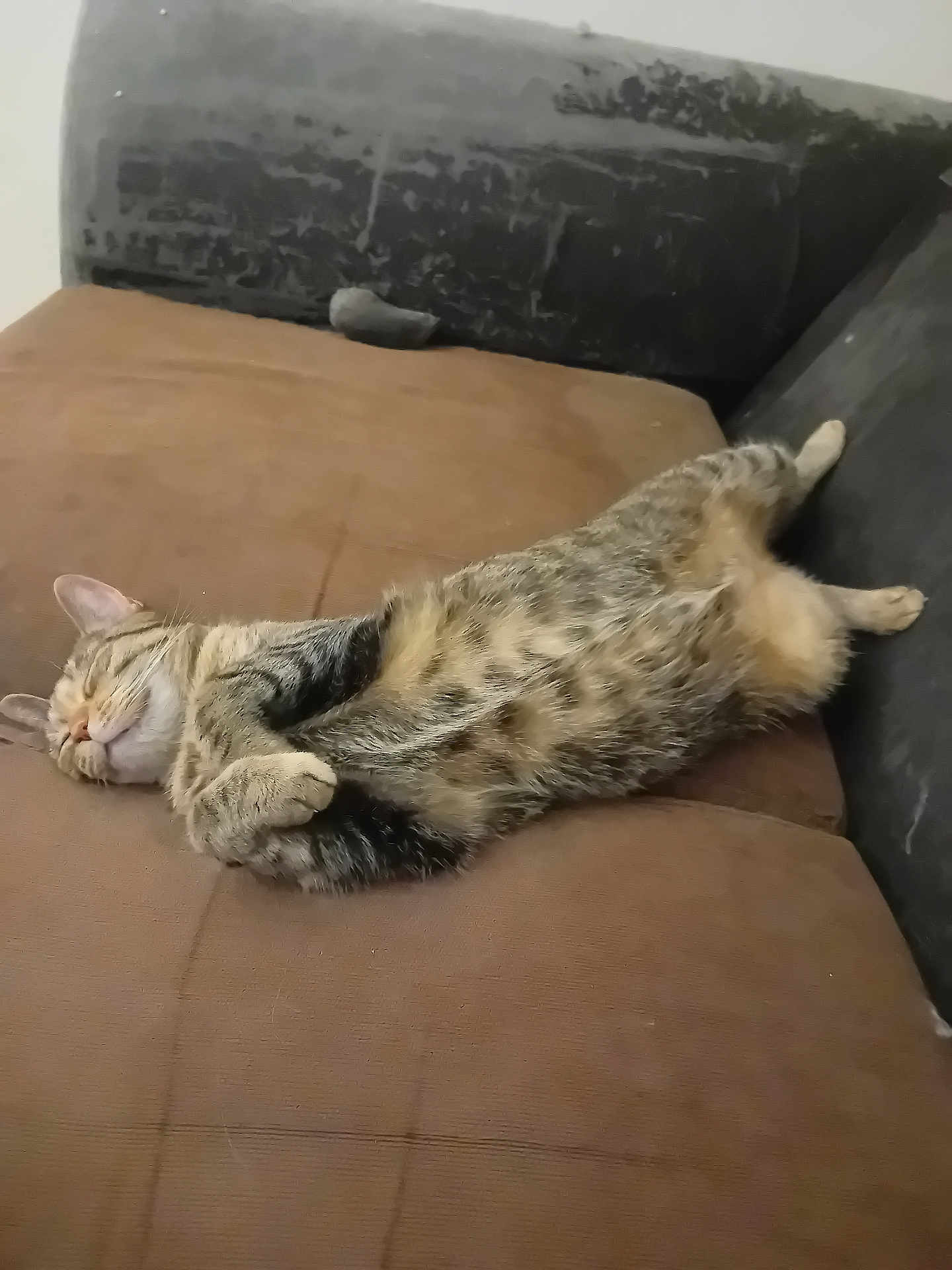 Minette a rejoint le concours — aidez-le/la à gagner de superbes lots ! cat, tabby, sleeping, couch, indoor, pet, feline, relaxed, fur, whiskers, paws, belly, resting, cozy, domestic, animal, brown, black, nap, comfortable