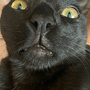 Nile joined the competition — help win amazing prizes! animal, black_cat, cat, close_up, curious, cute, ears, expression, face, fangs, feline, fur, indoor, mouth, nose, pet, portrait, whiskers, wide_eyes, yellow_eyes