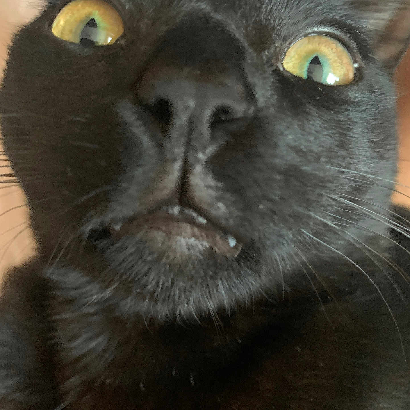 Nile