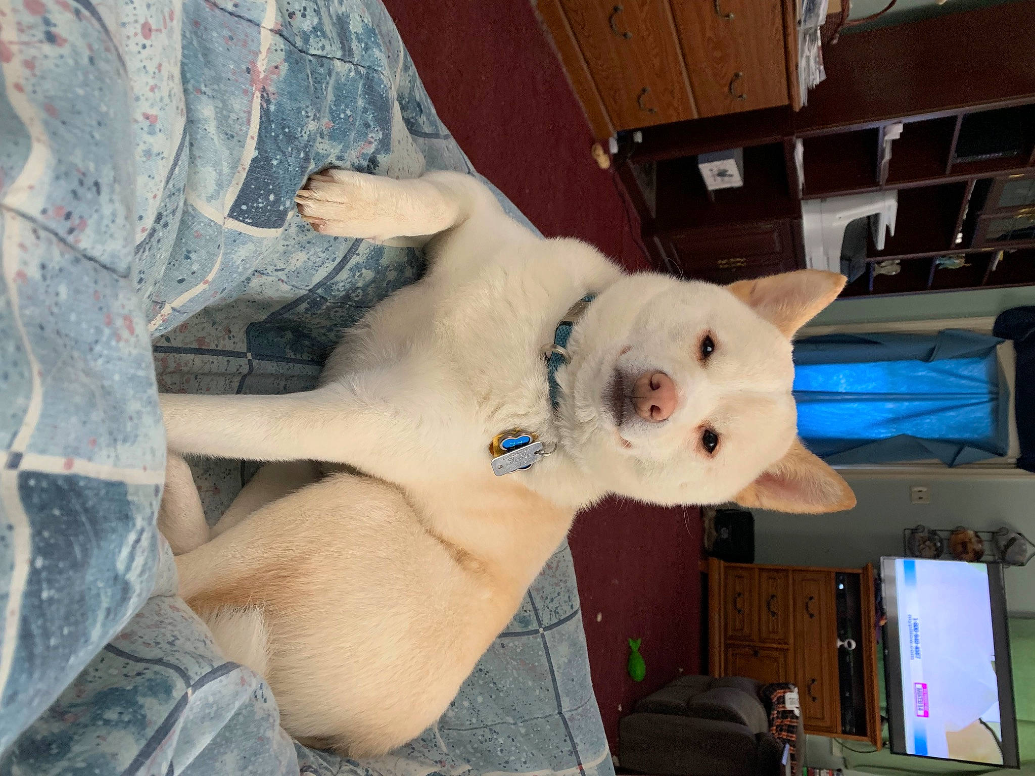 Niko is registered to the contest to win money with this photo: canidae, carnivore, companion_dog, dog, dog_breed, fawn, felidae, football, fur, non_sporting_group, small_to_medium_sized_cats, snout, stuffed_toy, tail, toy, trunk, whiskers, wood