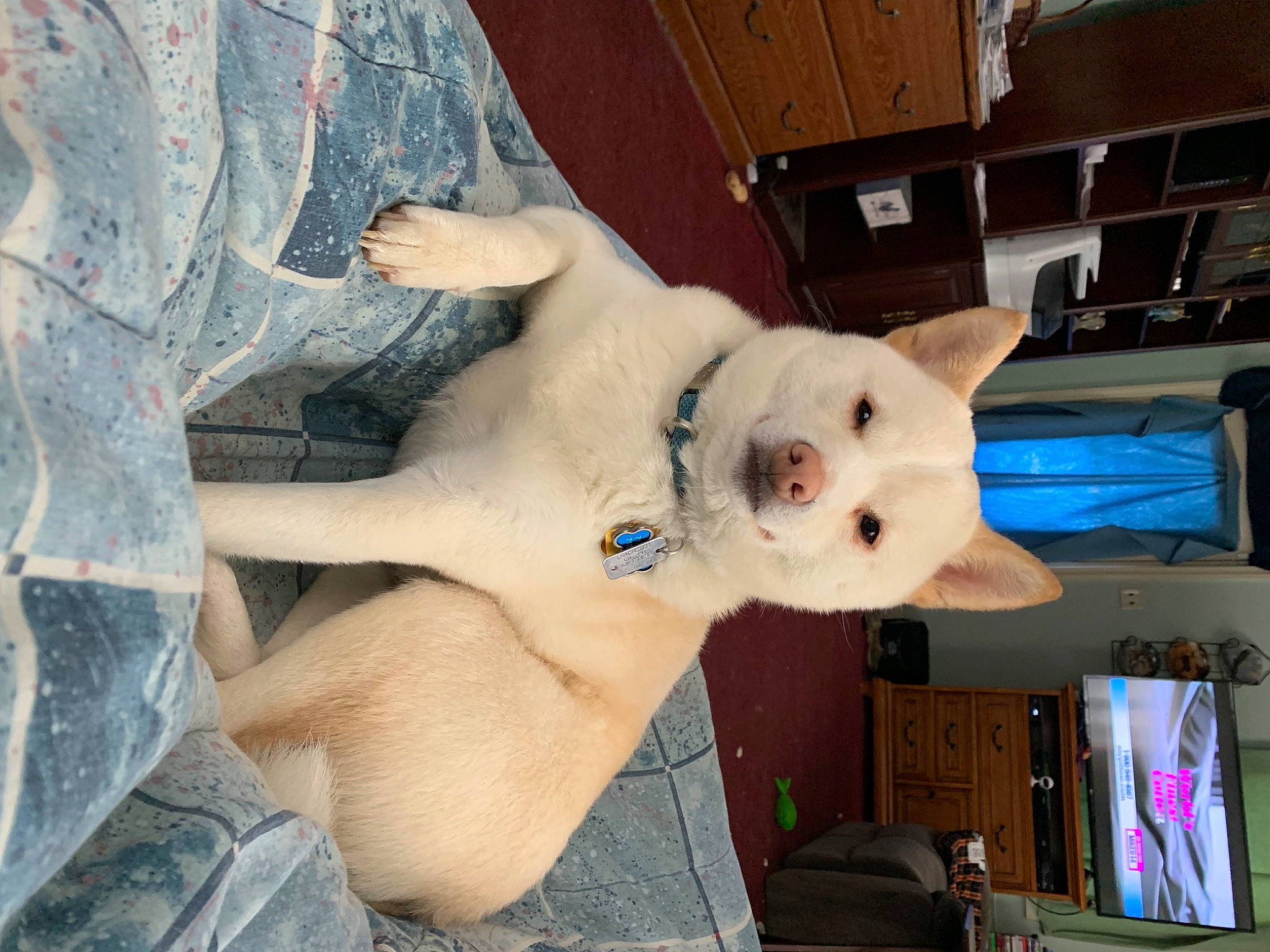 Niko is registered to the contest to win money with this photo: box, cabinetry, canidae, carnivore, collar, companion_dog, dog, dog_breed, dog_supply, fawn, non_sporting_group, pet_supply, puppy, shelf, snout, sporting_group, toy_dog, working_animal