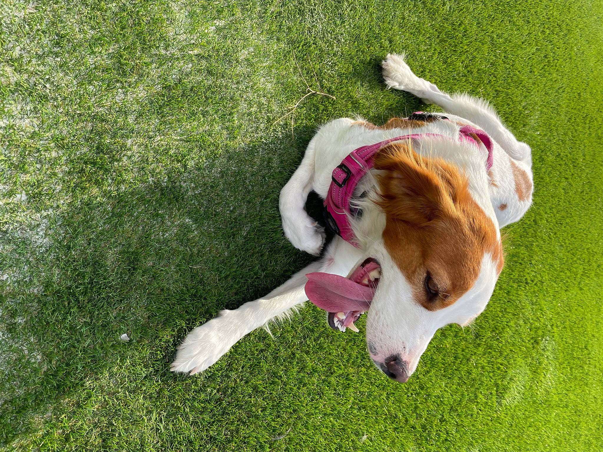 Raika participe au concours pour gagner de l'argent avec cette photo : canidae, carnivore, companion_dog, dog, dog_breed, dog_supply, fawn, fur, grass, groundcover, liver, paw, pet_supply, sporting_group, tail, toy