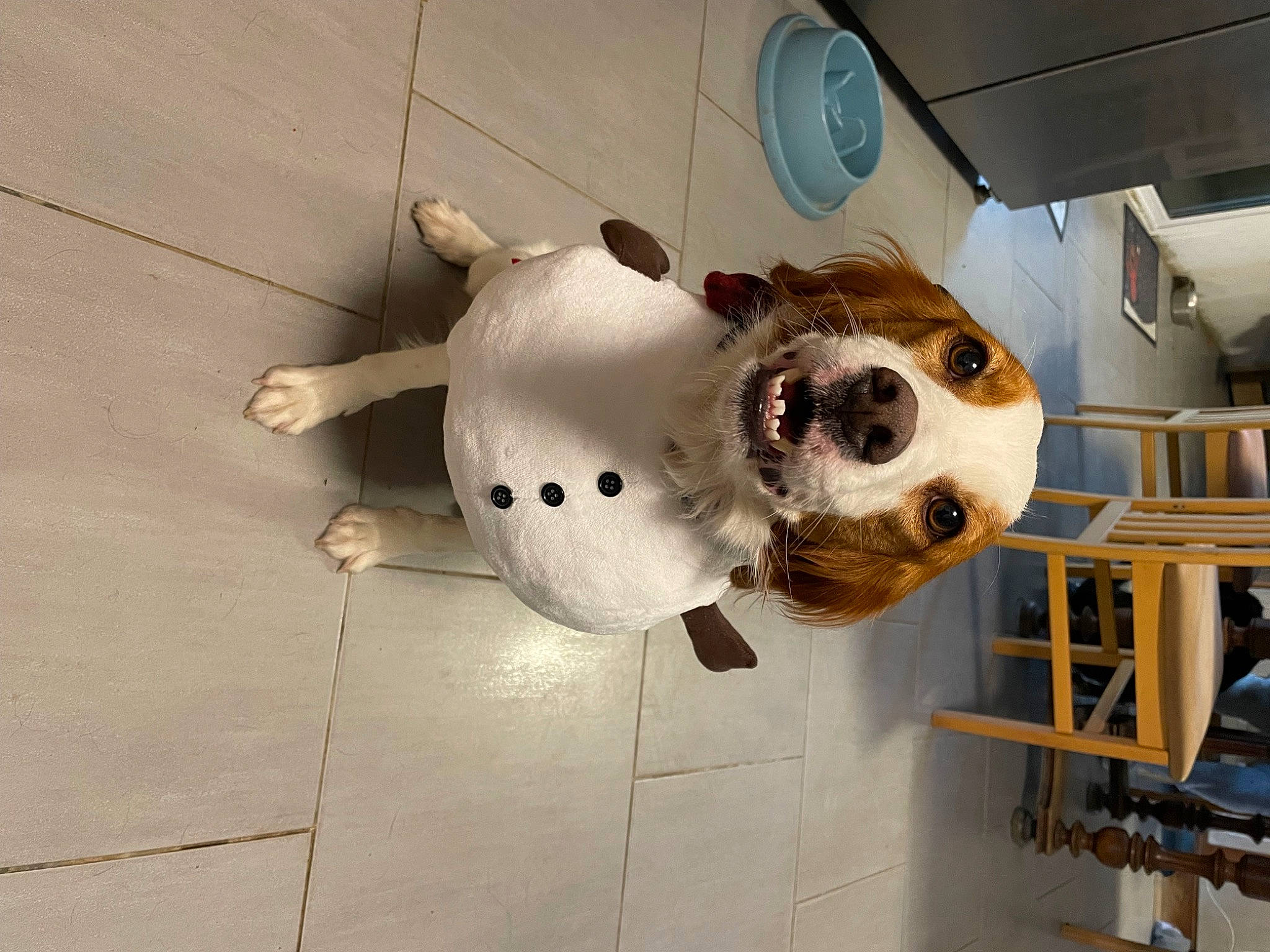 Raika participe au concours pour gagner de l'argent avec cette photo : auto_part, canidae, carnivore, circle, companion_dog, dog_breed, flooring, fur, metal, snout, snowman, sporting_group, working_animal