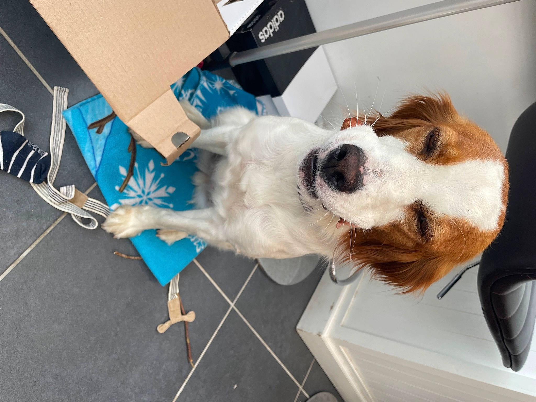 Raika a rejoint le concours — aidez-le/la à gagner de superbes lots ! box, canidae, carnivore, collar, comfort, companion_dog, dog, dog_breed, dog_collar, dog_supply, electric_blue, eyewear, fur, leash, paw, service, sporting_group, tie, whiskers