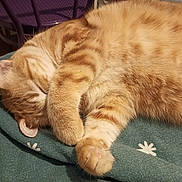 Gaïa participe au concours pour gagner de l'argent avec cette photo : abyssinian, animal, armchair, blanket, cat, chair, couch, cushion, furniture, hardwood, homedecor, kitten, manx, person, pet, plywood, siamese, sleeping, towel, wood