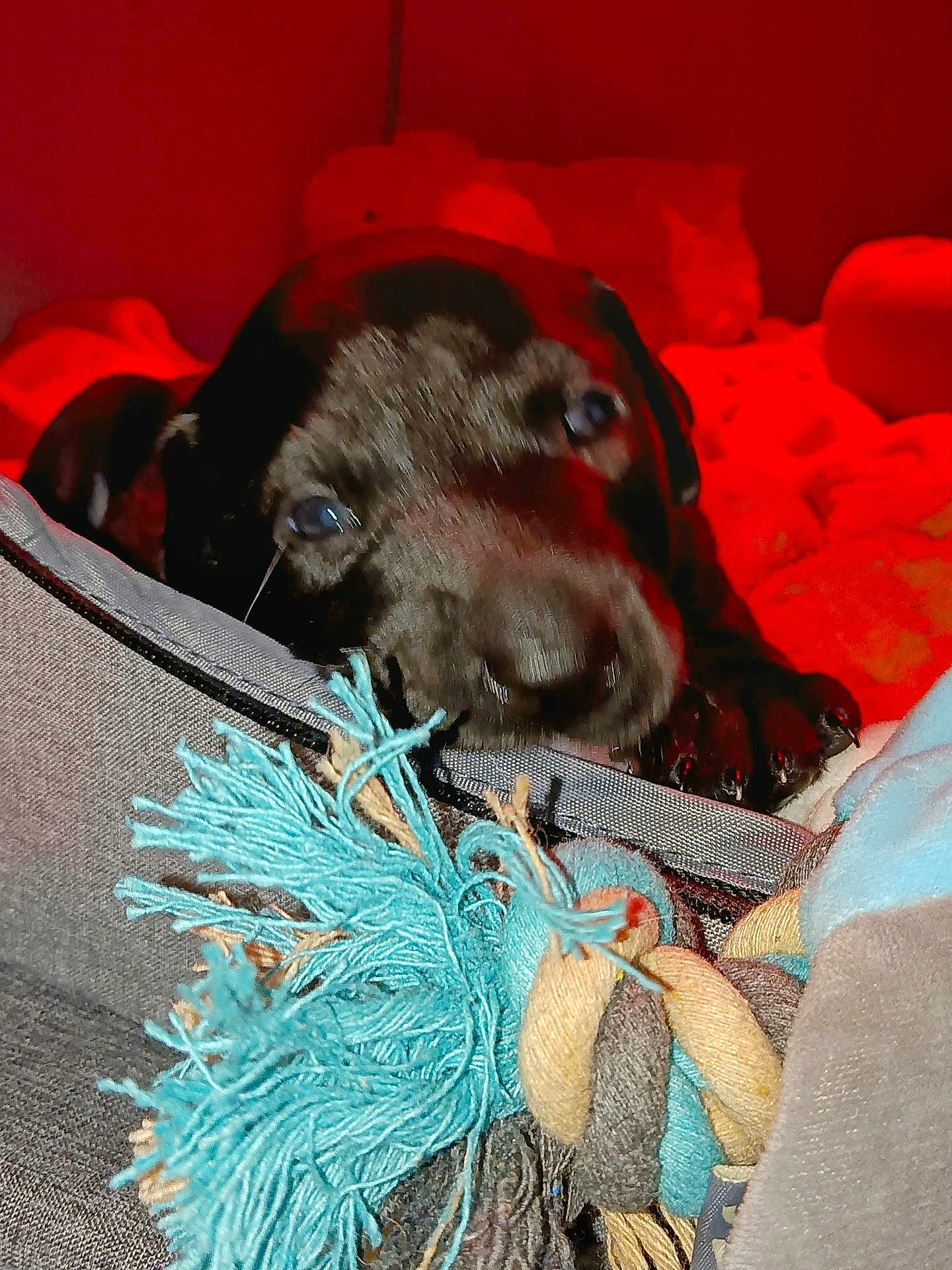 Vaïa participe au concours pour gagner de l'argent avec cette photo : animal, armchair, blanket, canine, chair, couch, cushion, dog, face, furniture, head, homedecor, hound, labradorretriever, linen, person, pet, pointer, puppy, sleeping