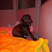 Vaïa a rejoint le concours — aidez-le/la à gagner de superbes lots ! animal, bed, blanket, box, canine, couch, crib, den, dog, doghouse, furniture, hound, indoors, infantbed, kennel, labradorretriever, pet, pointer, puppy, towel